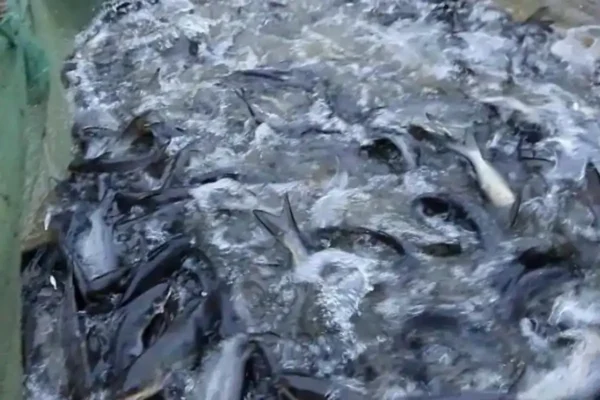 High yield harvest of premium Black Rockfish from HDPE deep sea circular aquaculture cages in Yantai