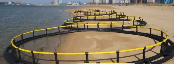 Professional tugboat towing a 20 meter diameter circular HDPE fish cage to the offshore aquaculture concession for grid anchoring