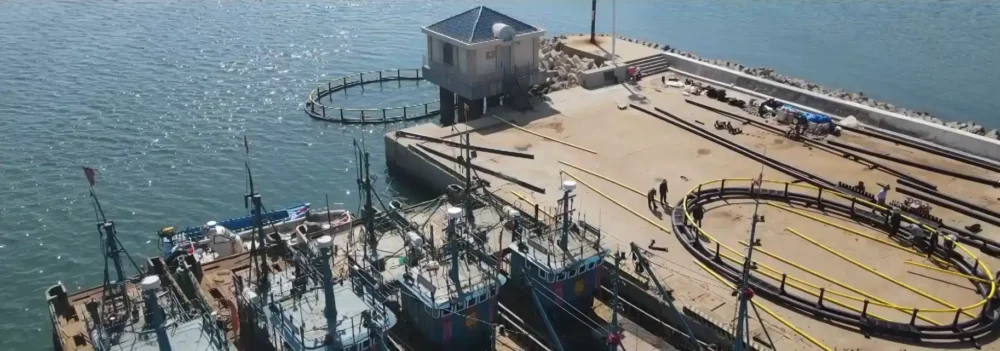 High-density polyethylene HDPE deep sea circular aquaculture cages deployed in Yantai Yangmadao open sea asset protection against typhoon