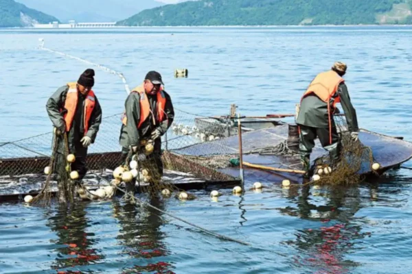 Local fishermen managing fish aquaculture near multi functional floating platform in Dalian Changhai waters