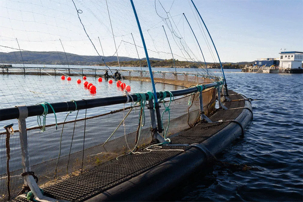 Oxygen Generators for Fish Farms