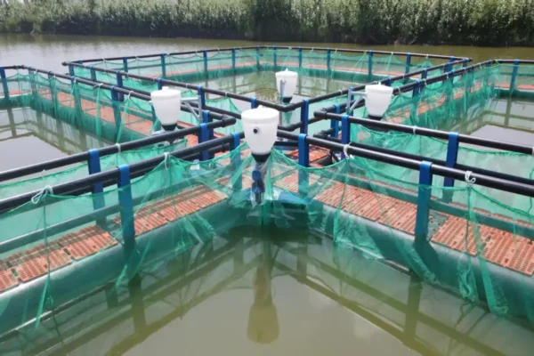 Large-scale raft-style fish cage system with durable PE floating frames for offshore aquaculture.