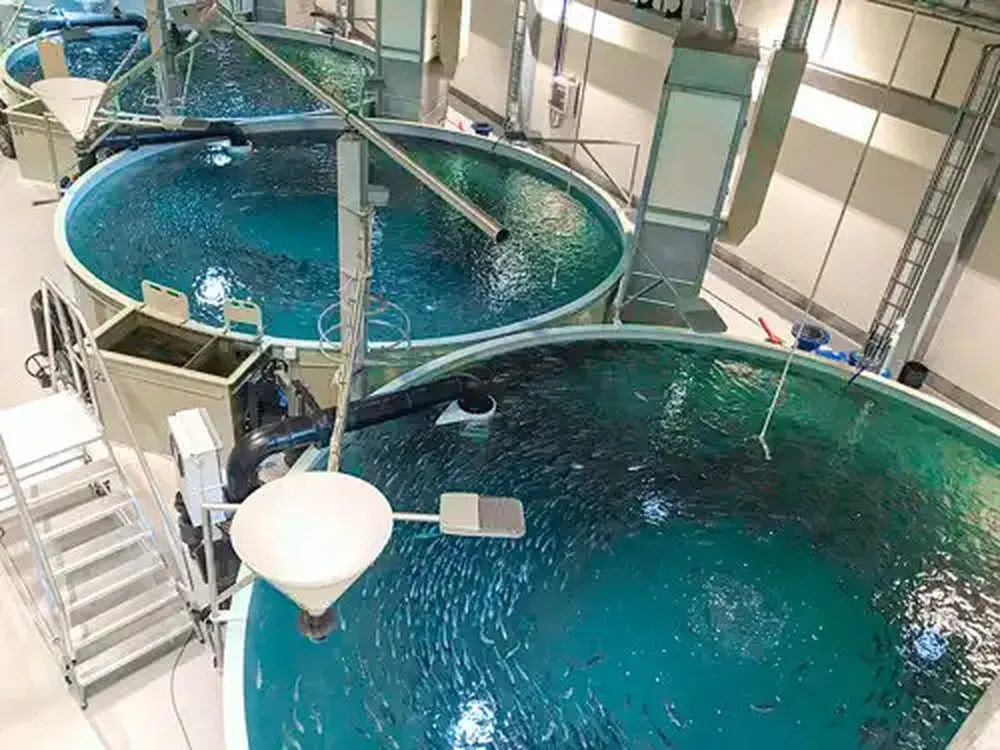 Baoyufeng's one-stop fish farming solution