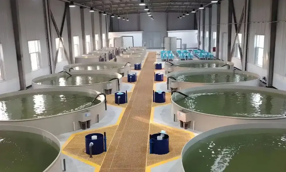 How to Upgrade from Traditional Aquaculture to a Smart Fish Farm