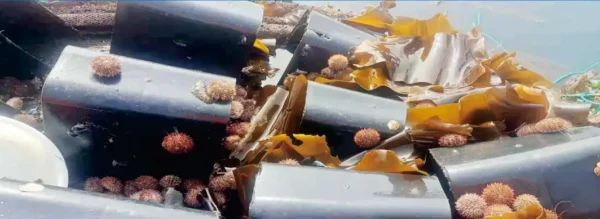High-performance sea cucumber & sea urchin cage for ecological co-culture in shallow water