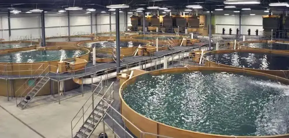 How to Upgrade from Traditional Aquaculture to a Smart Fish Farm