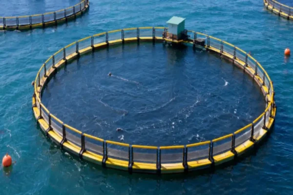 Durable deep-sea fish cage for tilapia farming designed for high survival rates and storm resistance