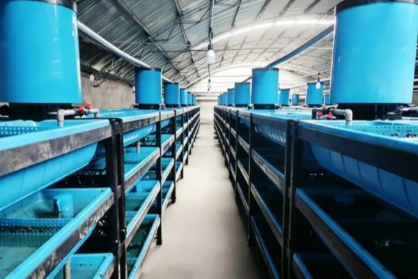 Factory-based sea urchin farming in action using stacked sea urchin RAS tanks