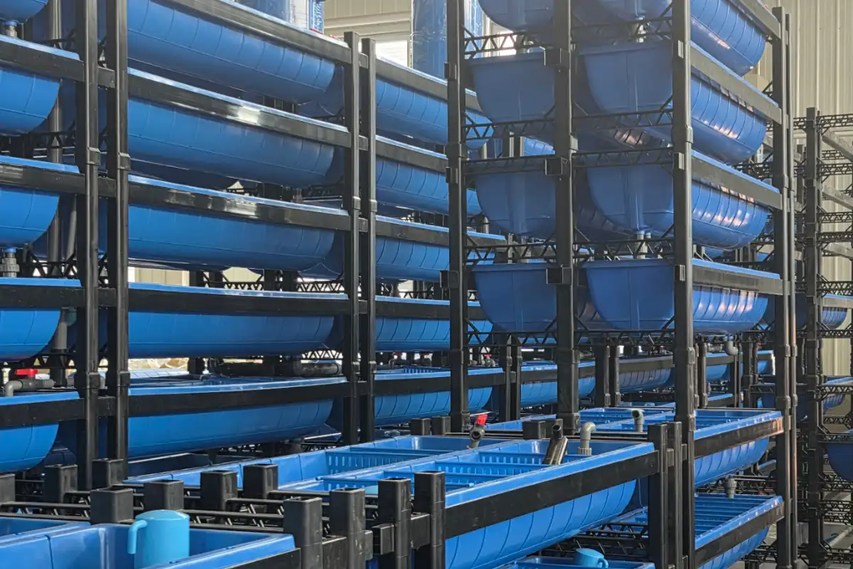 Intensive land based sea urchin aquaculture system operating