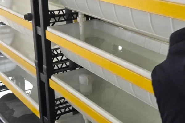 Standardized sea urchin breeding box and RAS unit for commercial farming