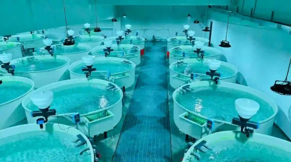 PP Fish Tank Factory