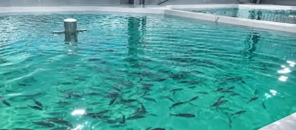High-density sea bass harvest result from 150,000m² indoor Recirculating Aquaculture System (RAS)