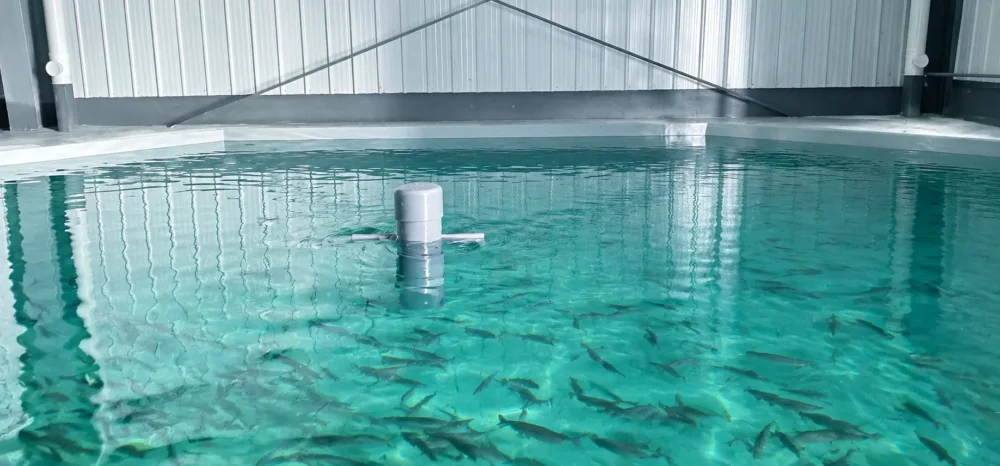 Turnkey commercial Recirculating Aquaculture System (RAS) facility featuring indoor fish tanks and filtration systems