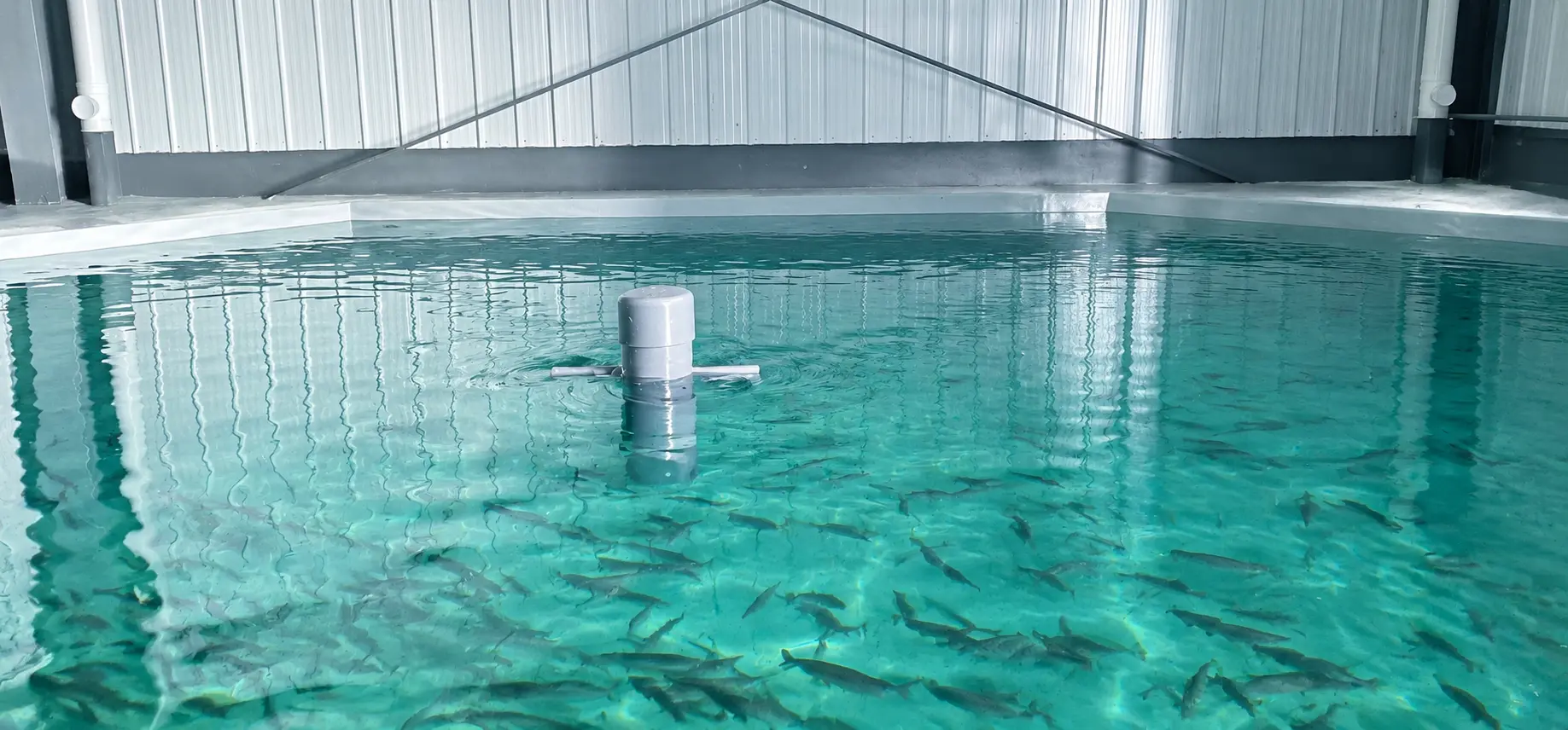 Turnkey commercial Recirculating Aquaculture System (RAS) facility featuring indoor fish tanks and filtration systems