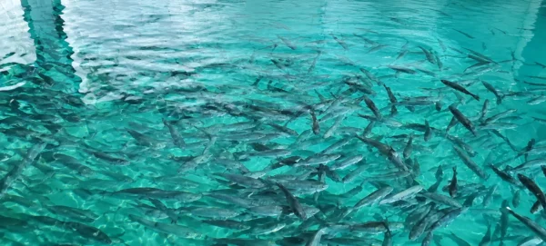 High-density sea bass stock in indoor Recirculating Aquaculture System prior